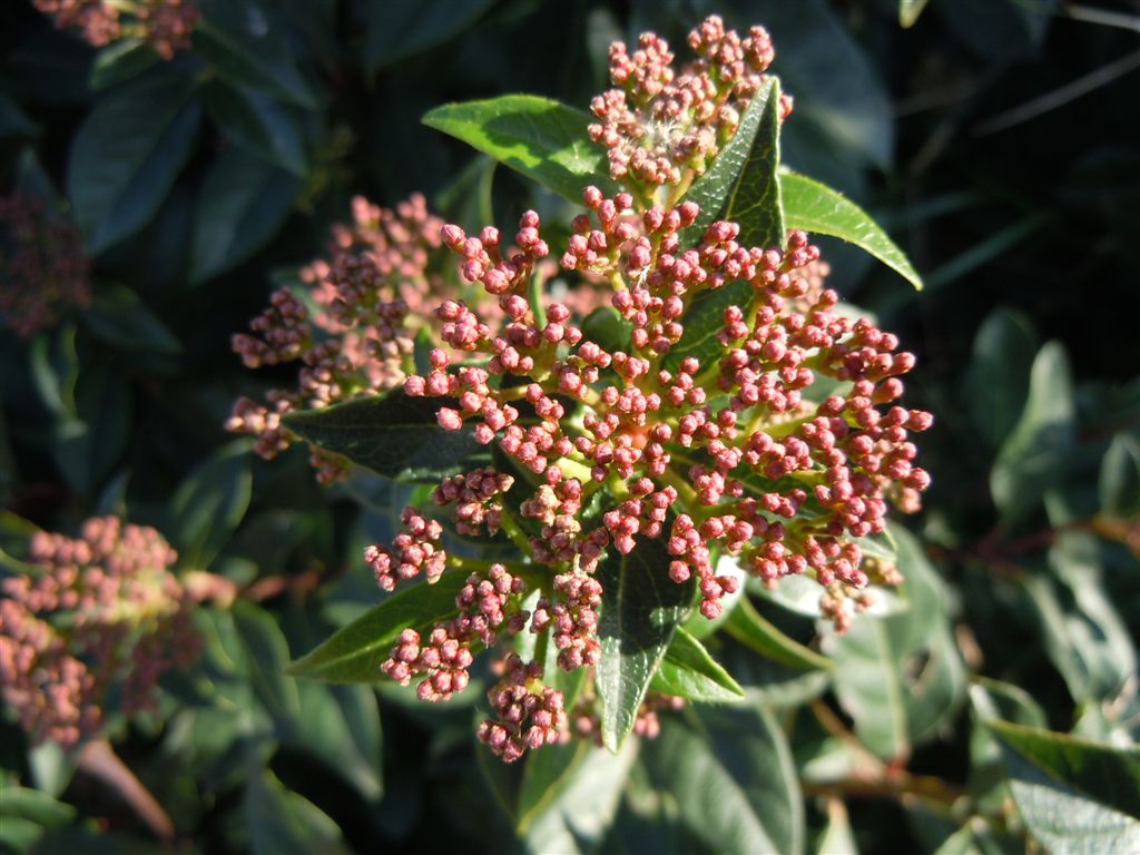 Viburnum tinus